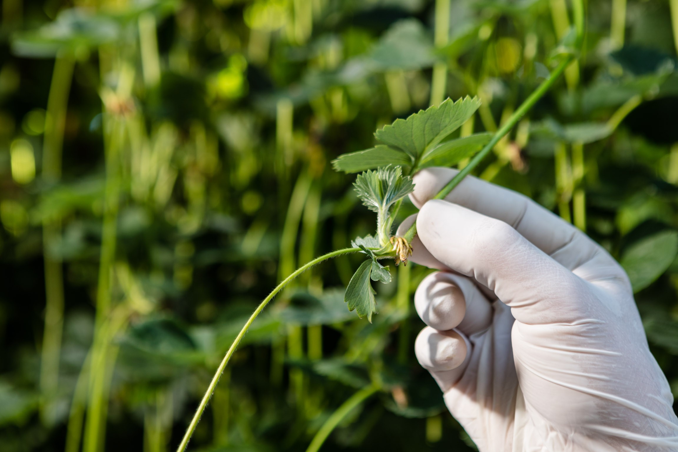 Dit najaar lagere tarieven voor genetische identificatie frambozen- en aardbeienrassen