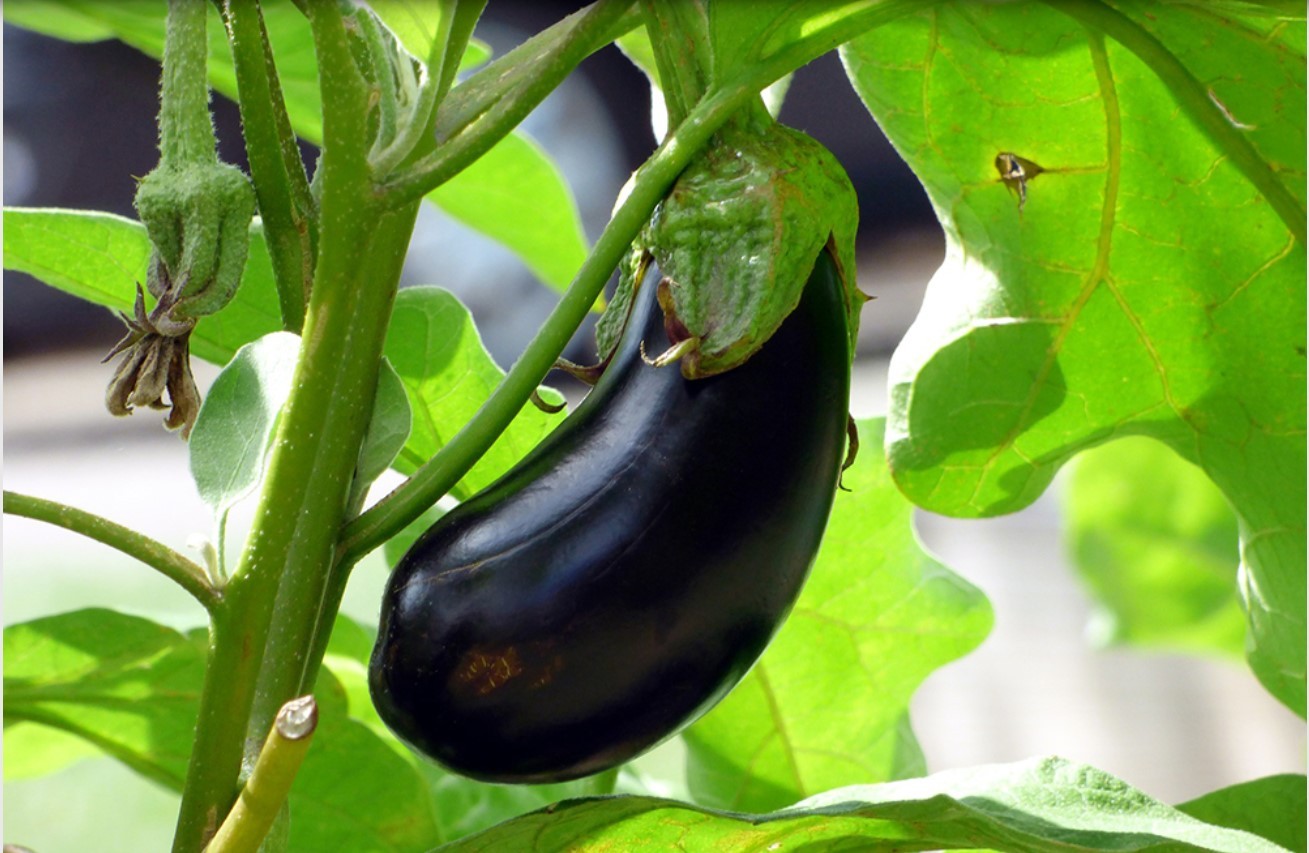 Nieuwe ZE-PCR toetsen voor tomaat, paprika en aubergine