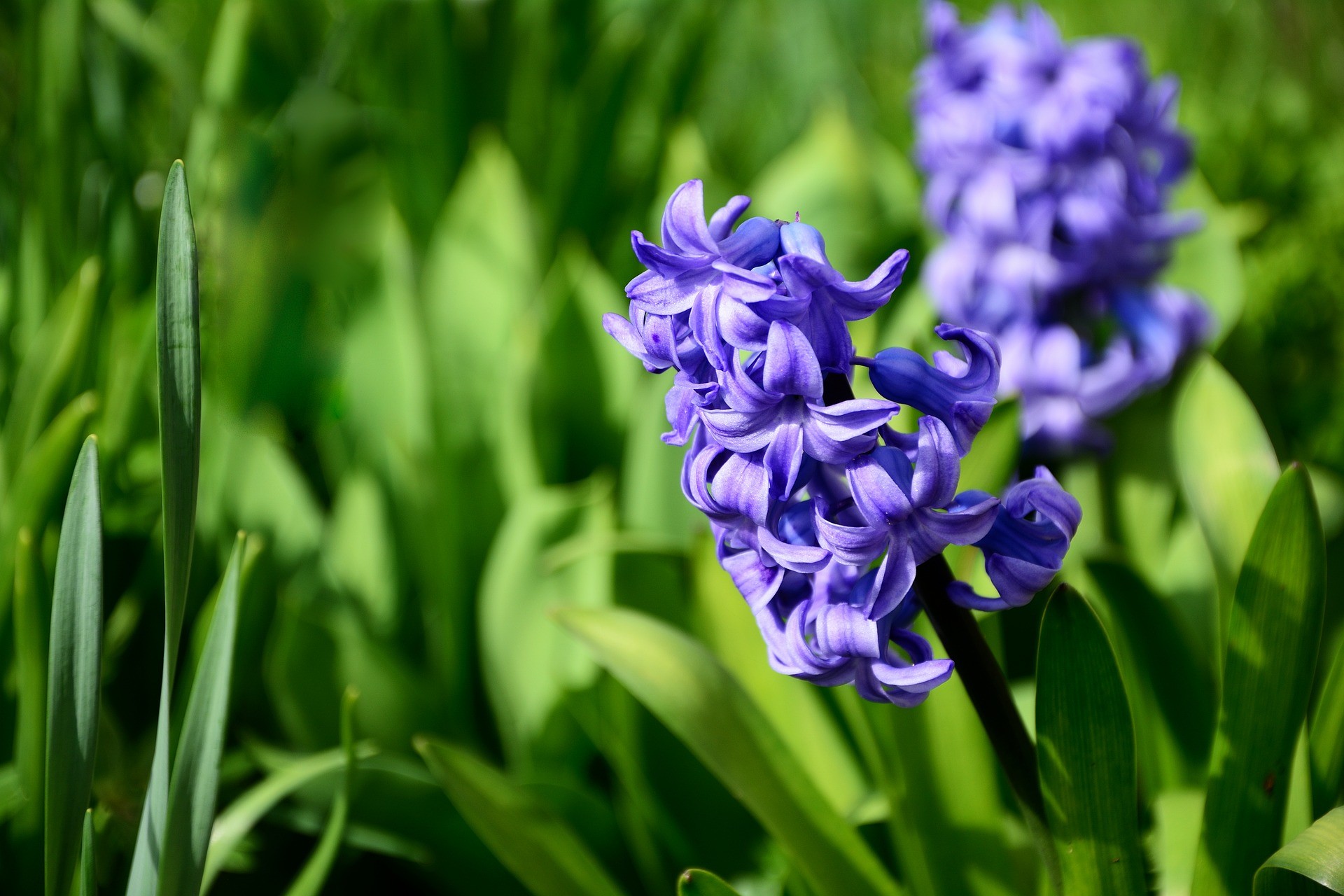 Nieuwe real-time PCR-toets voor plantmateriaal van tuinbouwgewassen