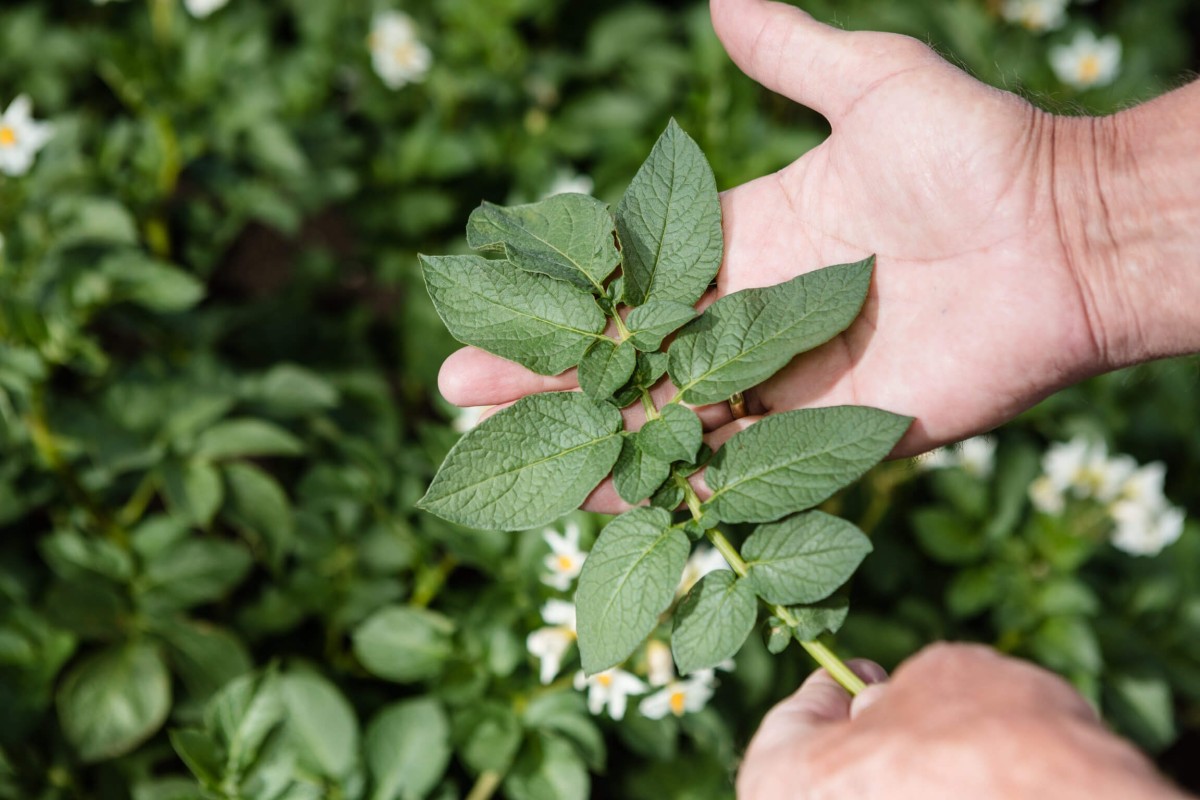 bladeren van een plant vasthouden