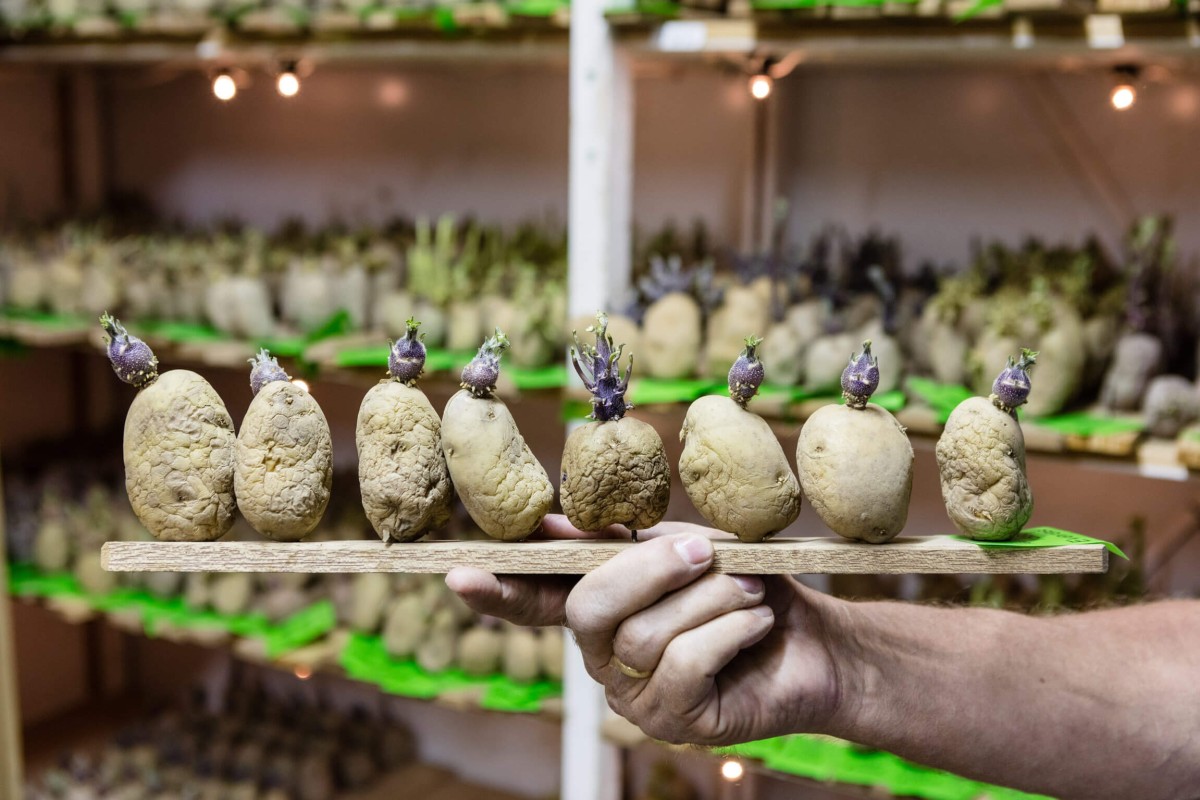 houten plankje met aardappelen