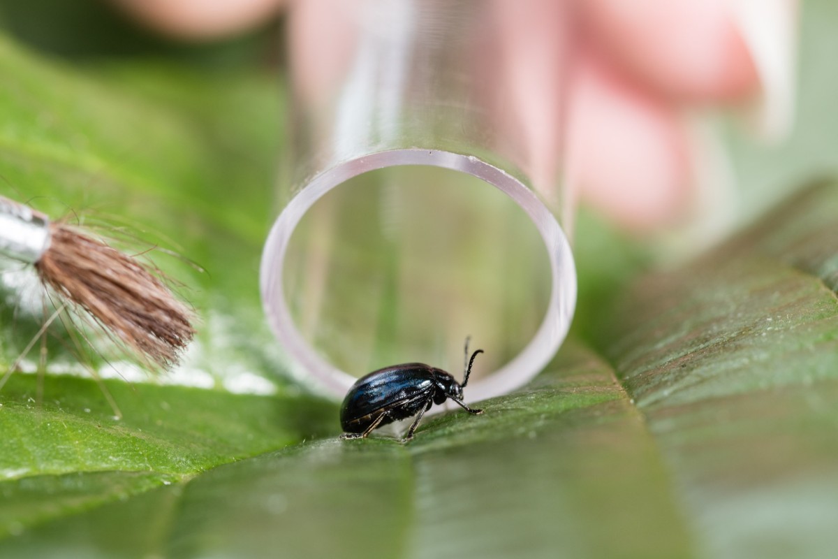 gevonden insect op plantmateriaal