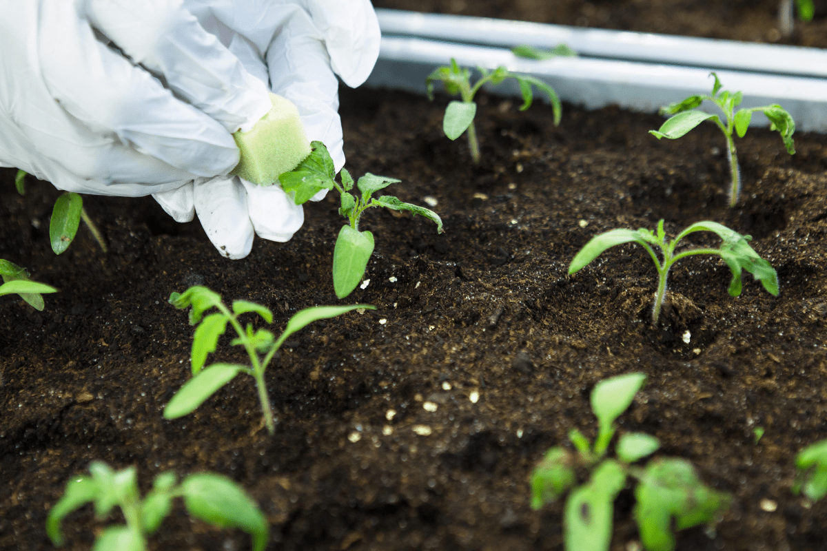 Het infecteren van gezonde planten met mogelijke ziekteverwekker