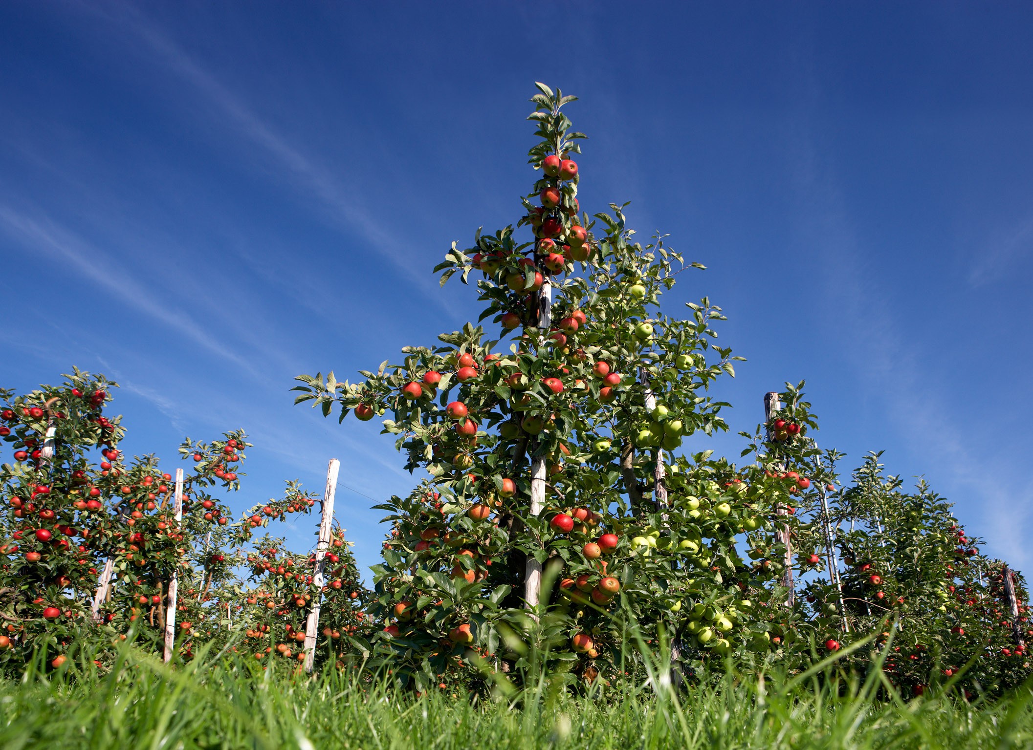 Opname in register EAEU-landen voor fruitgewassen aangepast