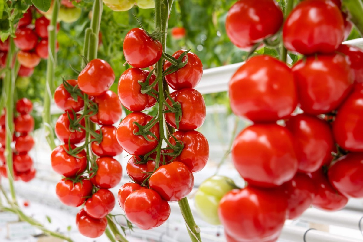 Goedkeuring ToBRFV als additioneel kenmerk in DUS-onderzoek tomaat